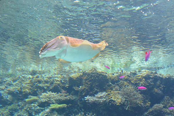 日本沖縄県沖縄美ら海水族館 (62).JPG