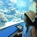 日本沖縄県沖縄美ら海水族館 (94).JPG