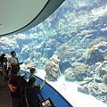 日本沖縄県沖縄美ら海水族館 (96).JPG