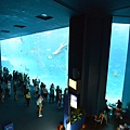 日本沖縄県沖縄美ら海水族館 (107).JPG