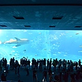 日本沖縄県沖縄美ら海水族館 (111).JPG