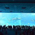 日本沖縄県沖縄美ら海水族館 (112).JPG