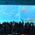 日本沖縄県沖縄美ら海水族館 (113).JPG