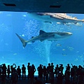 日本沖縄県沖縄美ら海水族館 (115).JPG