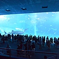 日本沖縄県沖縄美ら海水族館 (117).JPG