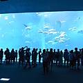 日本沖縄県沖縄美ら海水族館 (119).JPG