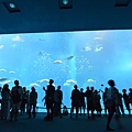 日本沖縄県沖縄美ら海水族館 (121).JPG