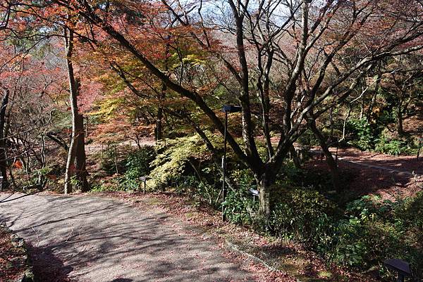 日本佐賀県御船山楽園 (8).JPG