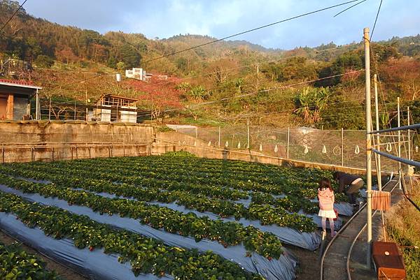 亞亞的馬拉邦草莓 (14).JPG