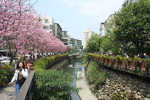 亞亞的櫻吹雪《希望之河》 (10).JPG