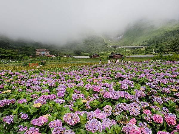 台北市財福海芋田 (17).jpg