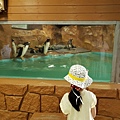 日本栃木県那須どうぶつ王国：ペンギンビレッジ (13).jpg