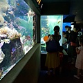 日本東京都Sunshine City：sunshine aQuarium (65).jpg