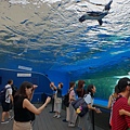 日本東京都Sunshine City：sunshine aQuarium (84).jpg