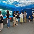 日本東京都Sunshine City：sunshine aQuarium (86).jpg