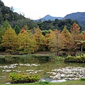 苗栗縣南庄鄉南庄雲水度假森林：羽松湖草原 (2).jpg