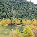 苗栗縣南庄鄉南庄雲水度假森林：羽松湖草原 (19).jpg