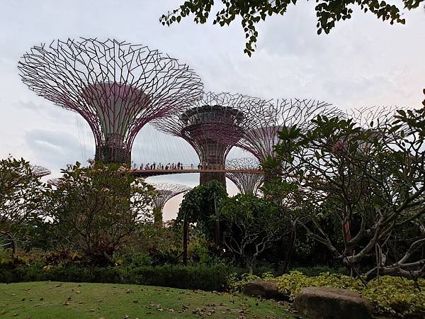 新加坡Gardens by the Bay (41).jpg