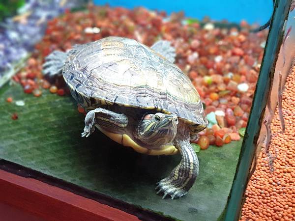 亞亞的採購forマル (8).jpg