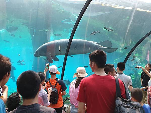 中國廣東省長隆海洋王國：海牛館 (7).jpg