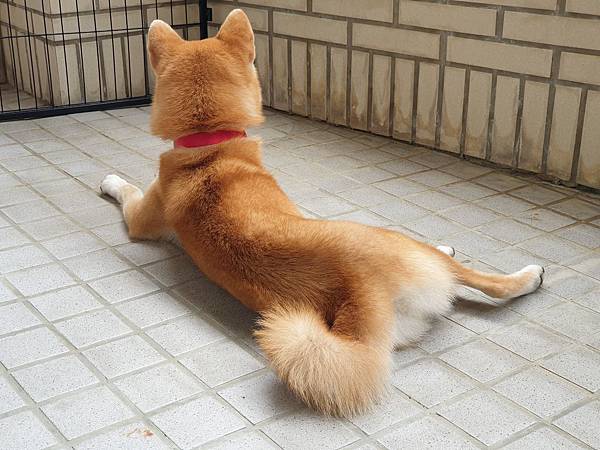 マル的日光浴 (2).jpg