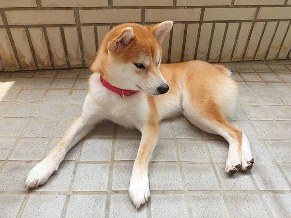 マル的日光浴 (6).jpg