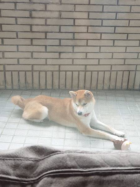 マル的日光浴 (17).jpg