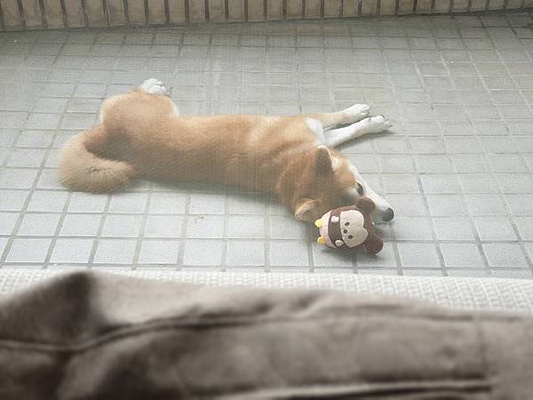 マル的日光浴 (16).jpg