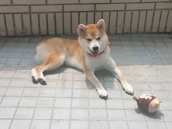 マル的日光浴 (19).jpg