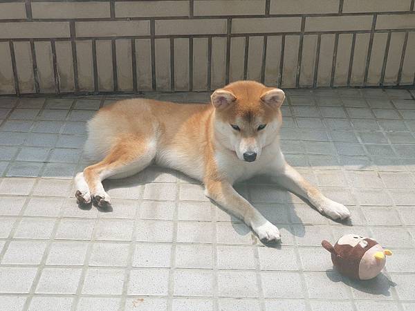 マル的日光浴 (20).jpg