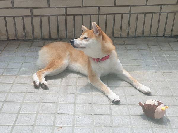 マル的日光浴 (21).jpg