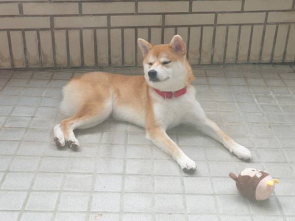 マル的日光浴 (23).jpg