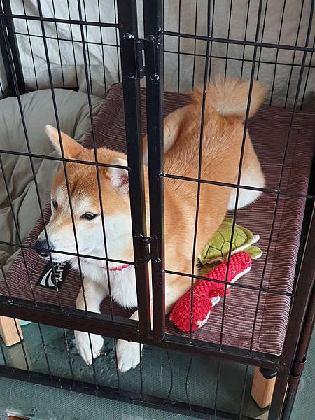 マル的日光浴 (26).jpg