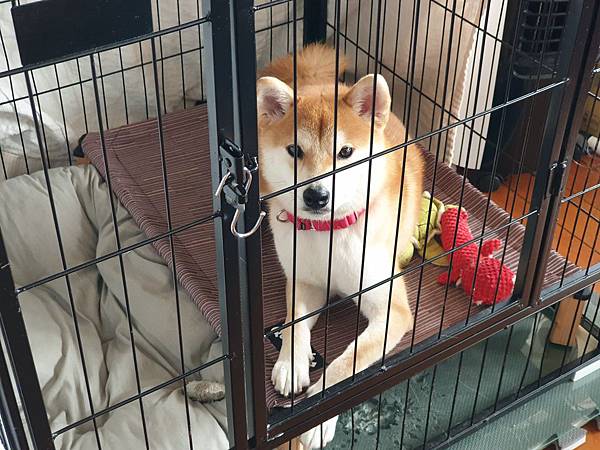 マル的日光浴 (27).jpg