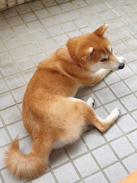 マル的日光浴 (28).jpg