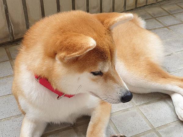 マル的日光浴 (10).jpg