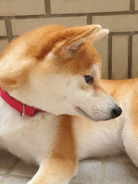 マル的日光浴 (7).jpg