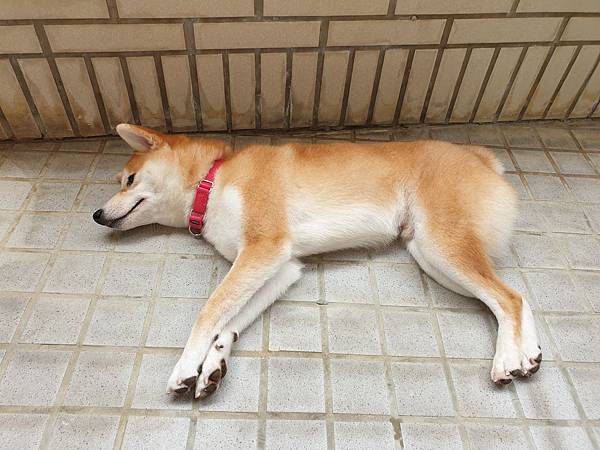 マル的日光浴 (11).jpg