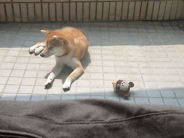 マル的日光浴 (15).jpg