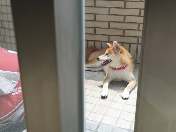 マル的日光浴 (12).jpg