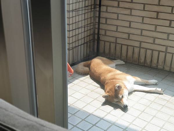 マル的日光浴 (13).jpg