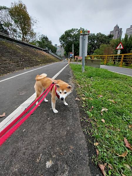 マル的跟狗一樣累 (3).jpg