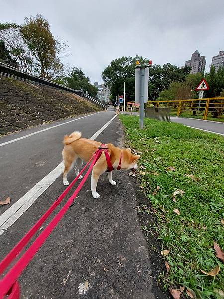 マル的跟狗一樣累 (4).jpg