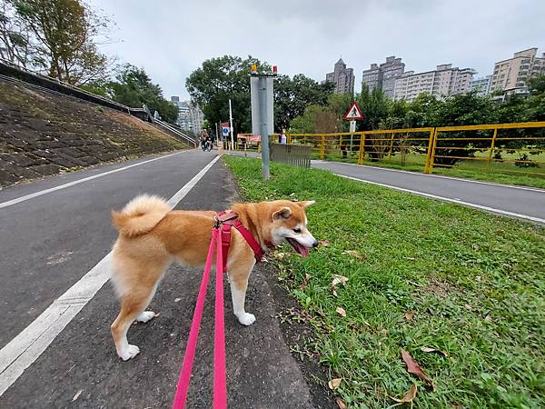 マル的跟狗一樣累 (2).jpg