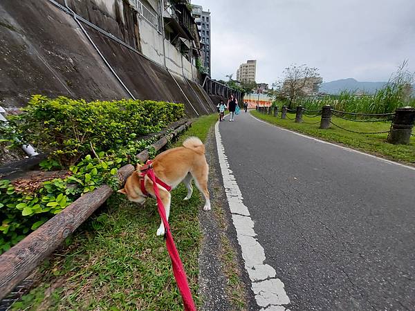 マル的跟狗一樣累 (10).jpg