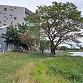 台東縣台東市國立臺東大學圖書資訊館 (4).jpg