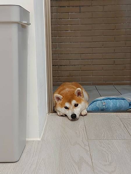 マル的奇特生物展 (6).jpg