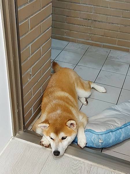 マル的奇特生物展 (9).jpg