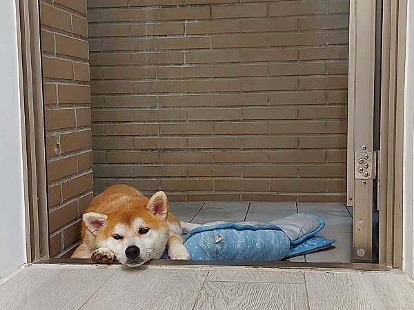 マル的奇特生物展 (8).jpg