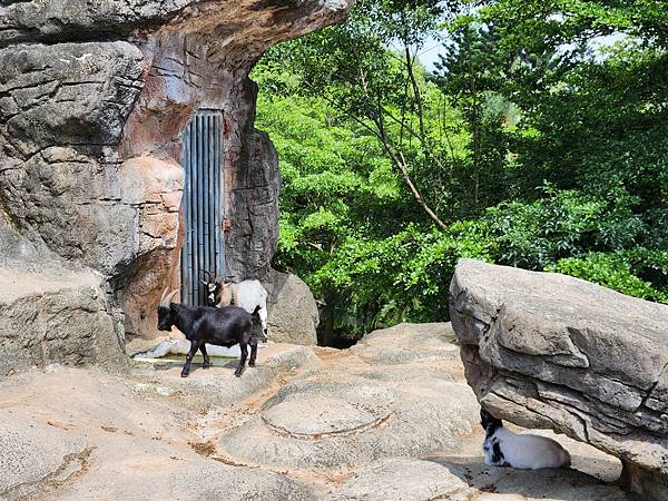 新竹縣關西鎮六福村主題遊樂園：蒸氣火車 (7).jpg